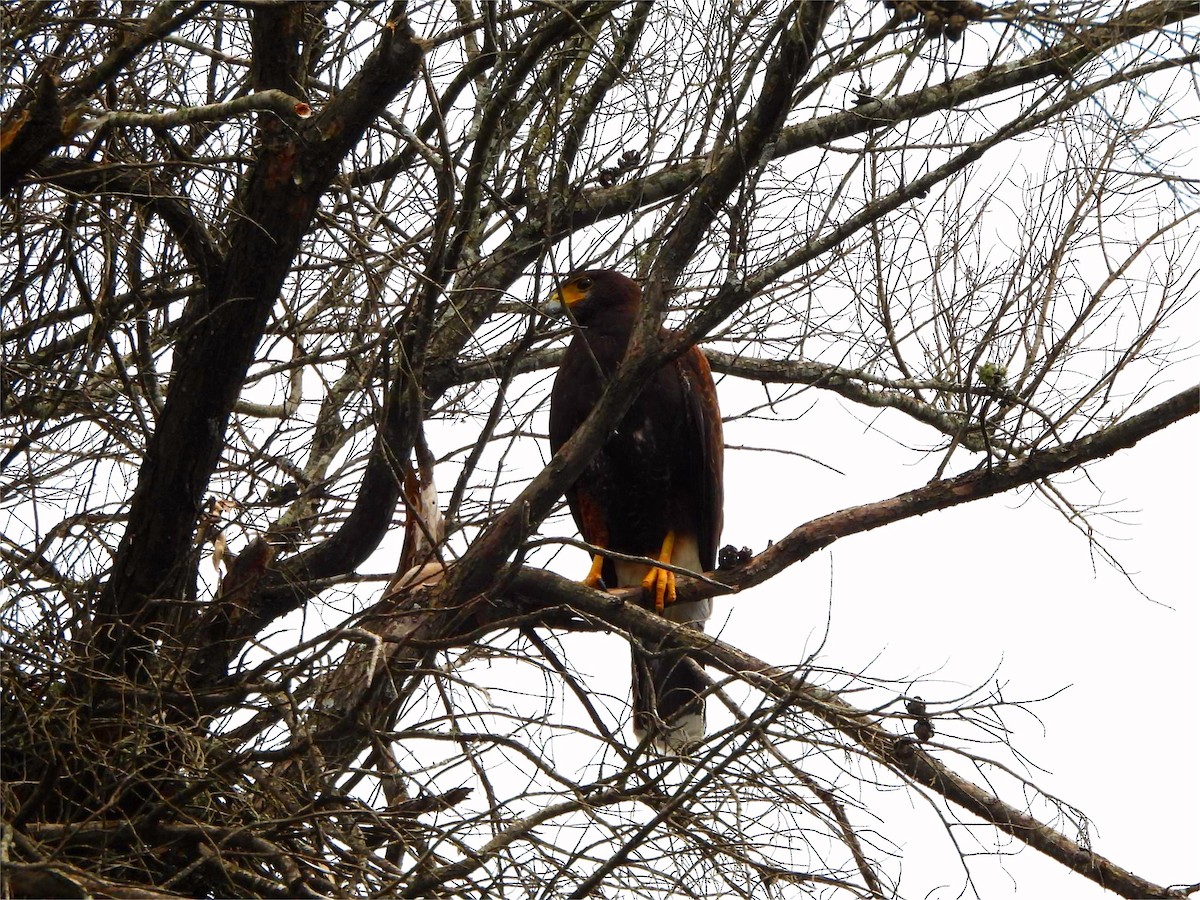 Harris's Hawk - ML643374892