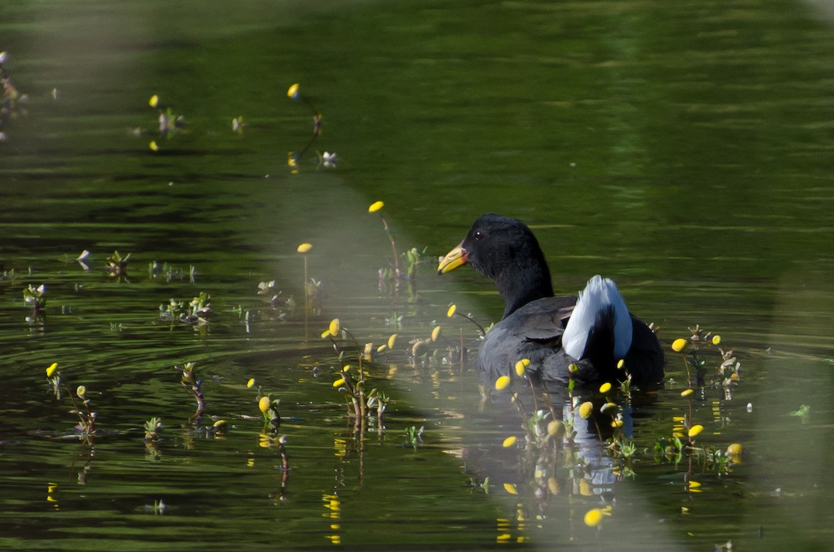 Red-fronted Coot - ML643374894