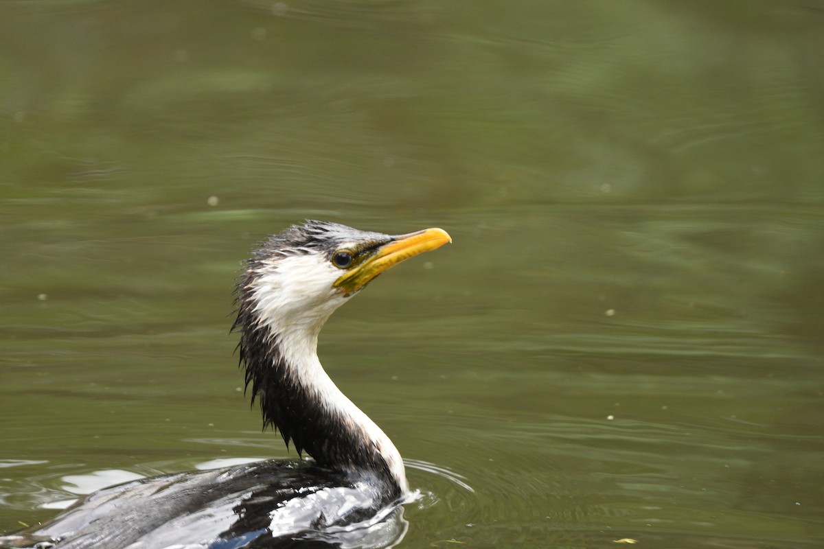 Little Pied Cormorant - ML643374899