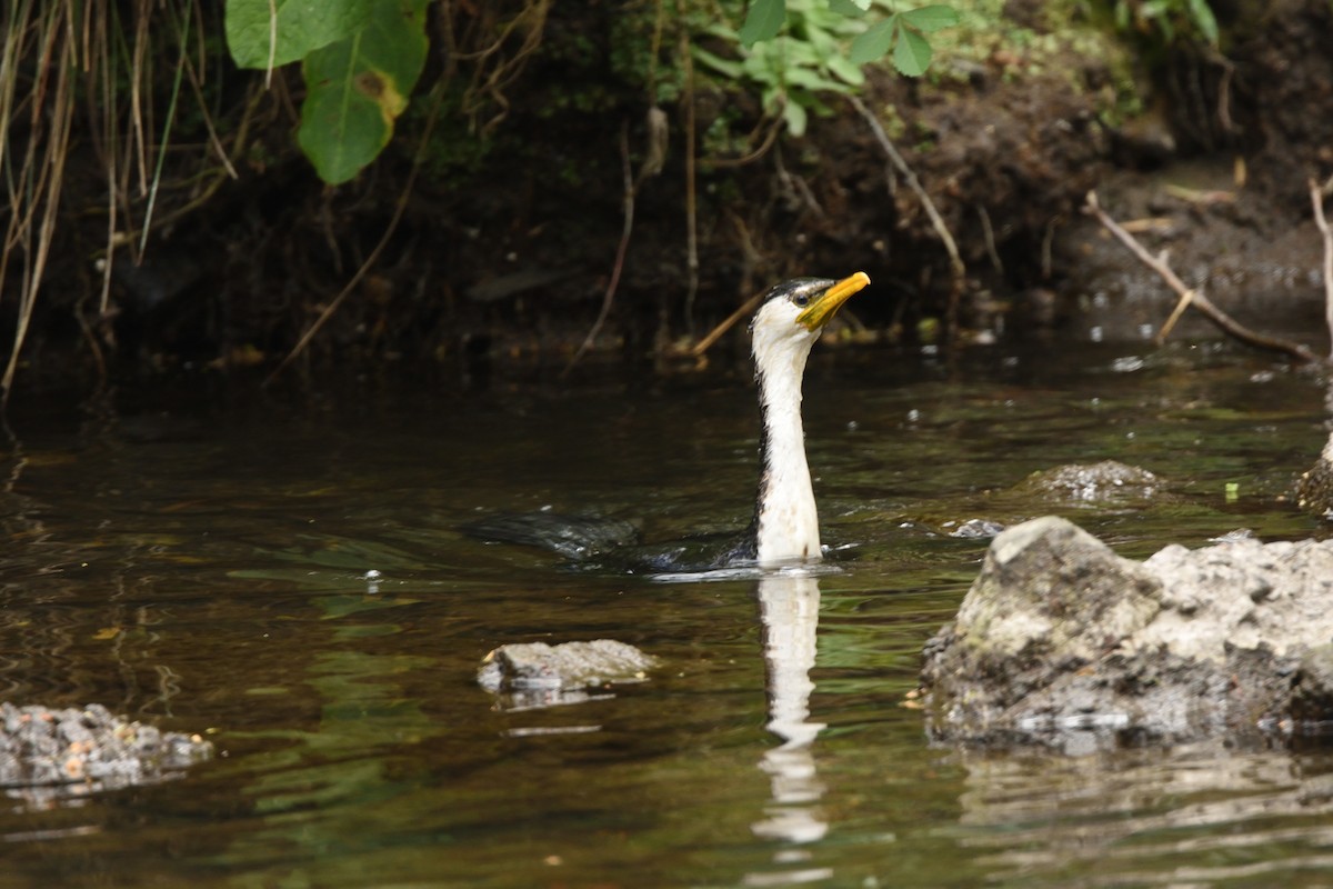 Little Pied Cormorant - ML643374900