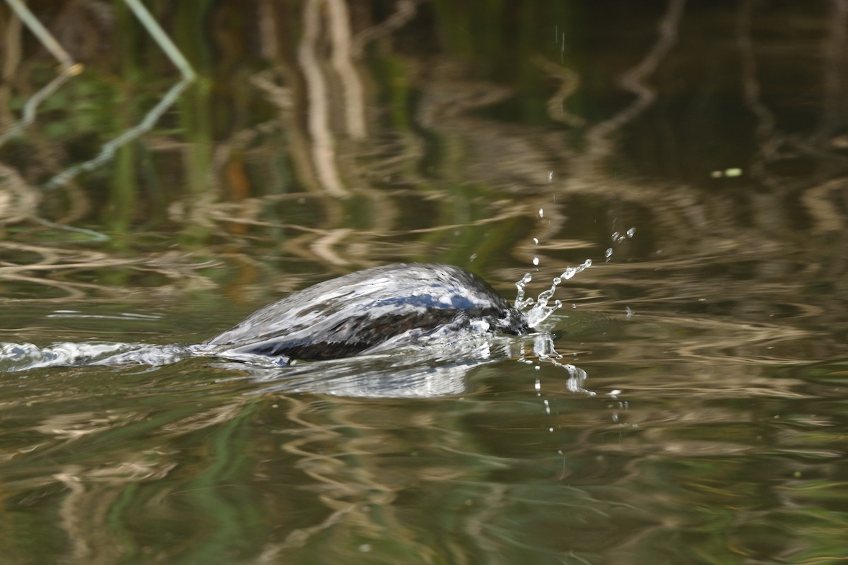 Little Pied Cormorant - ML643374901