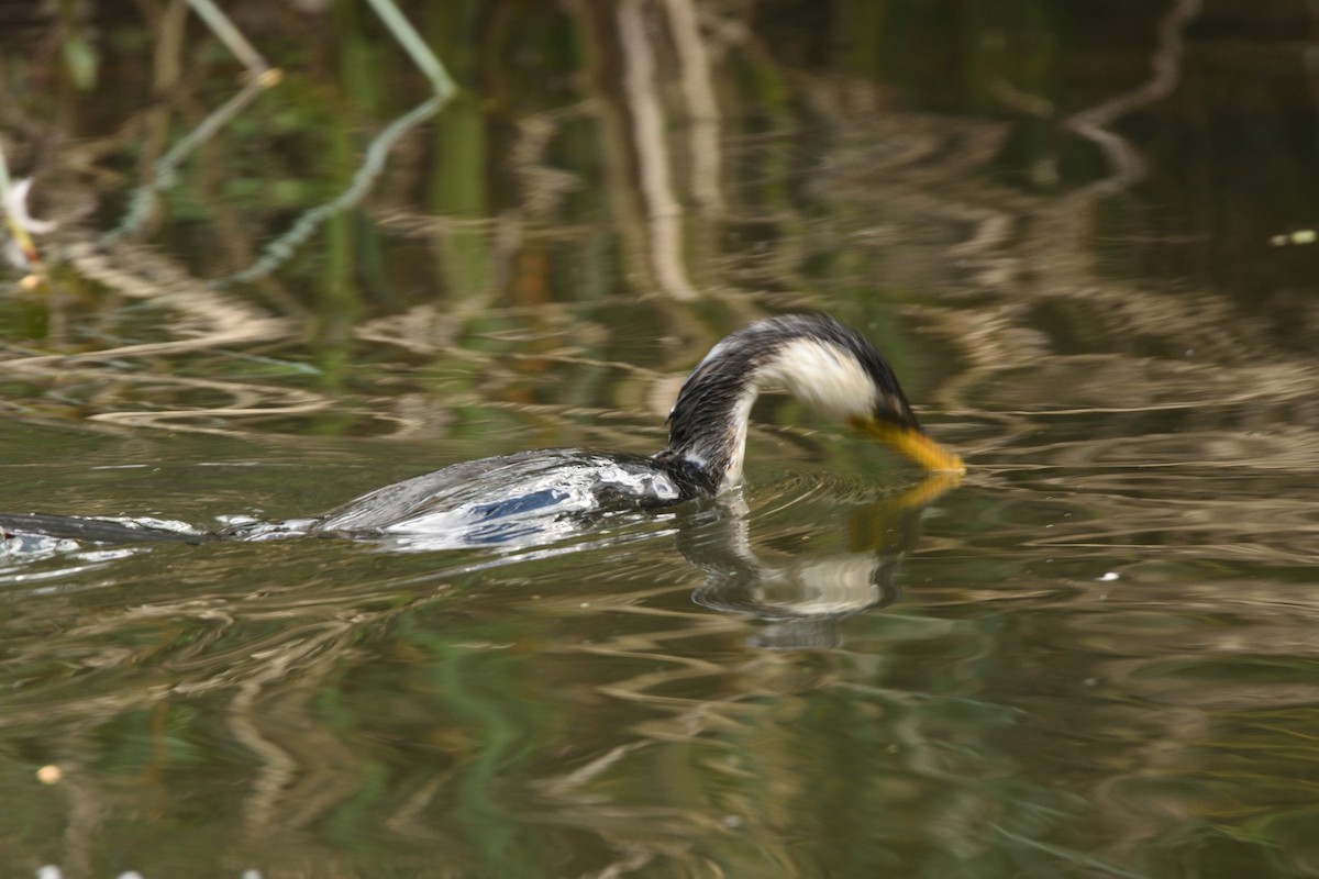 Little Pied Cormorant - ML643374902