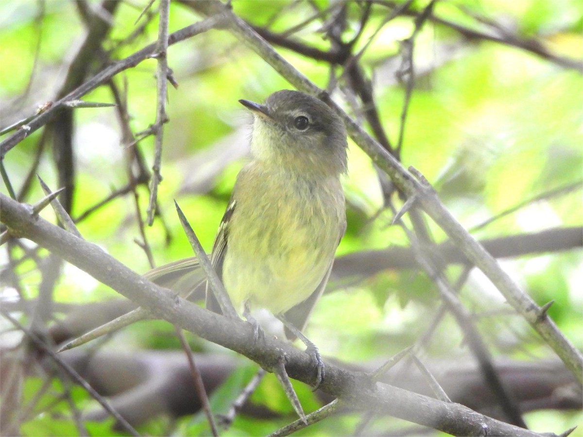 Mottle-cheeked Tyrannulet - ML643374909
