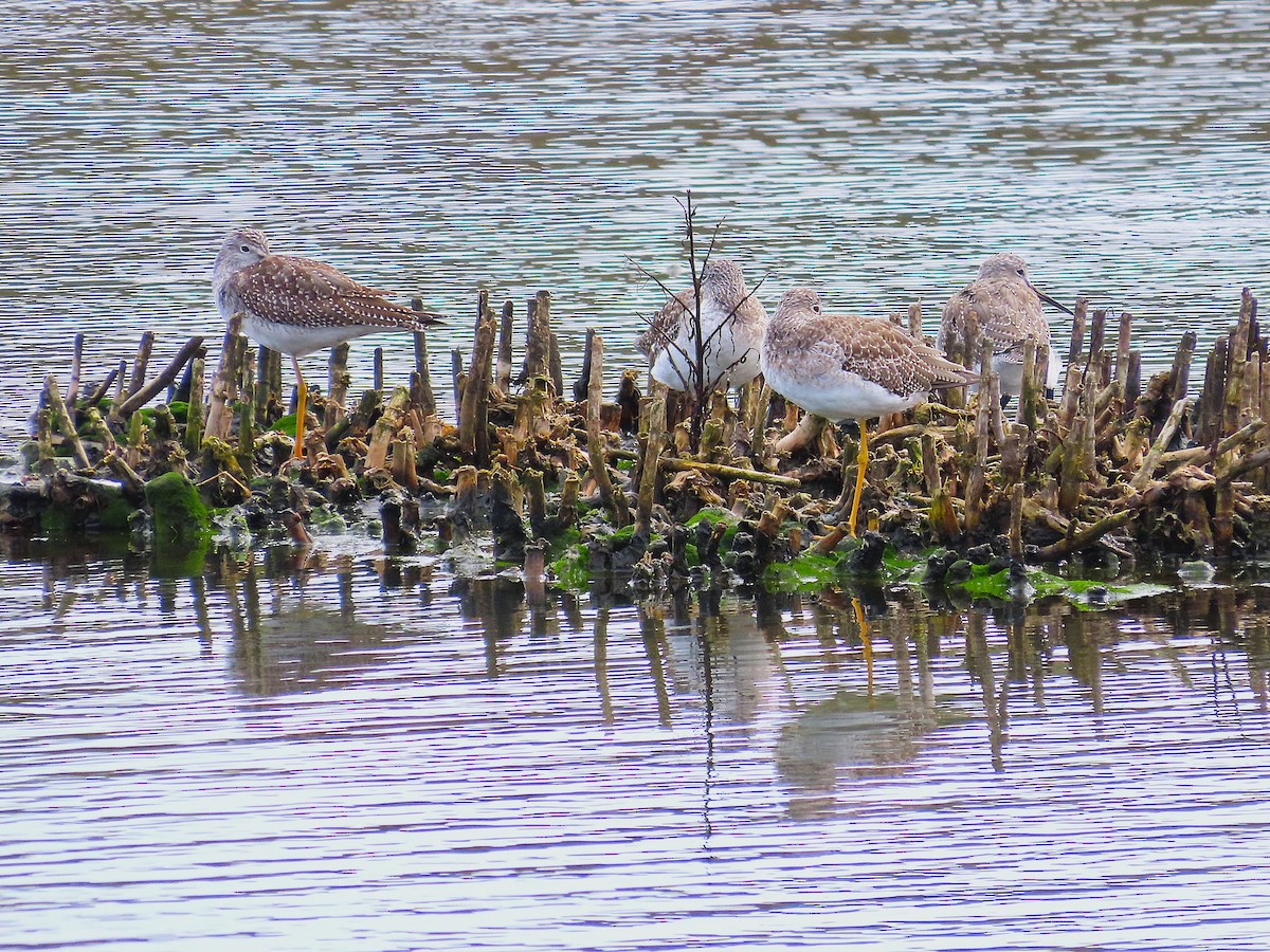 Greater Yellowlegs - ML643374910