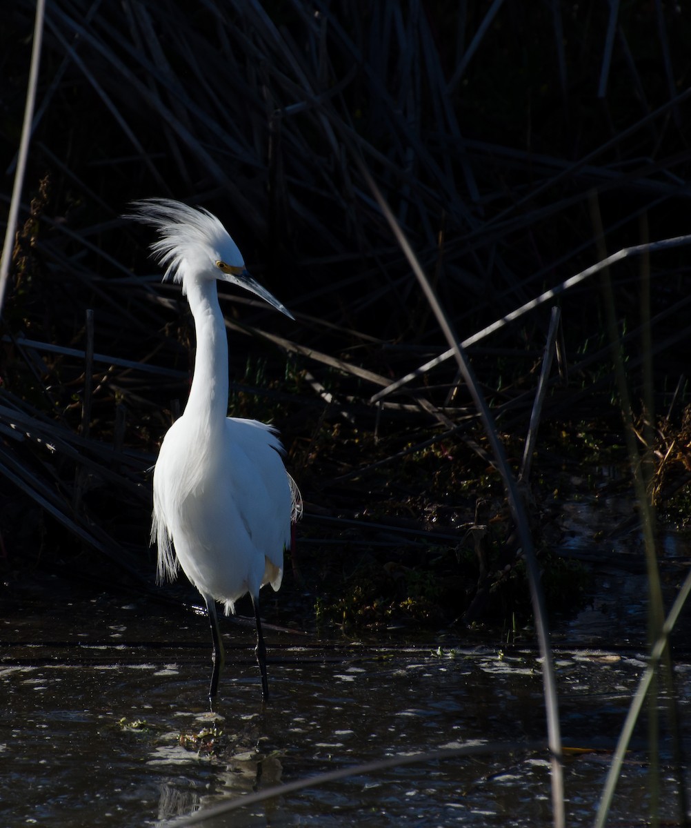 Snowy Egret - ML643374913