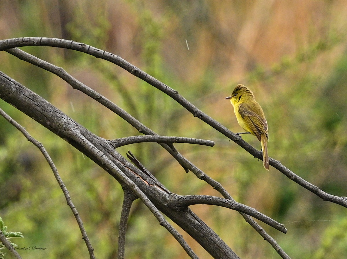 African Yellow-Warbler - ML643374918
