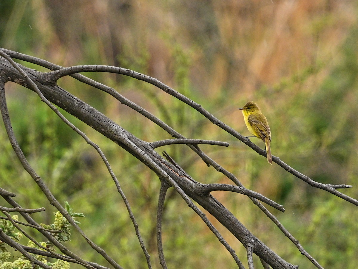 African Yellow-Warbler - ML643374919