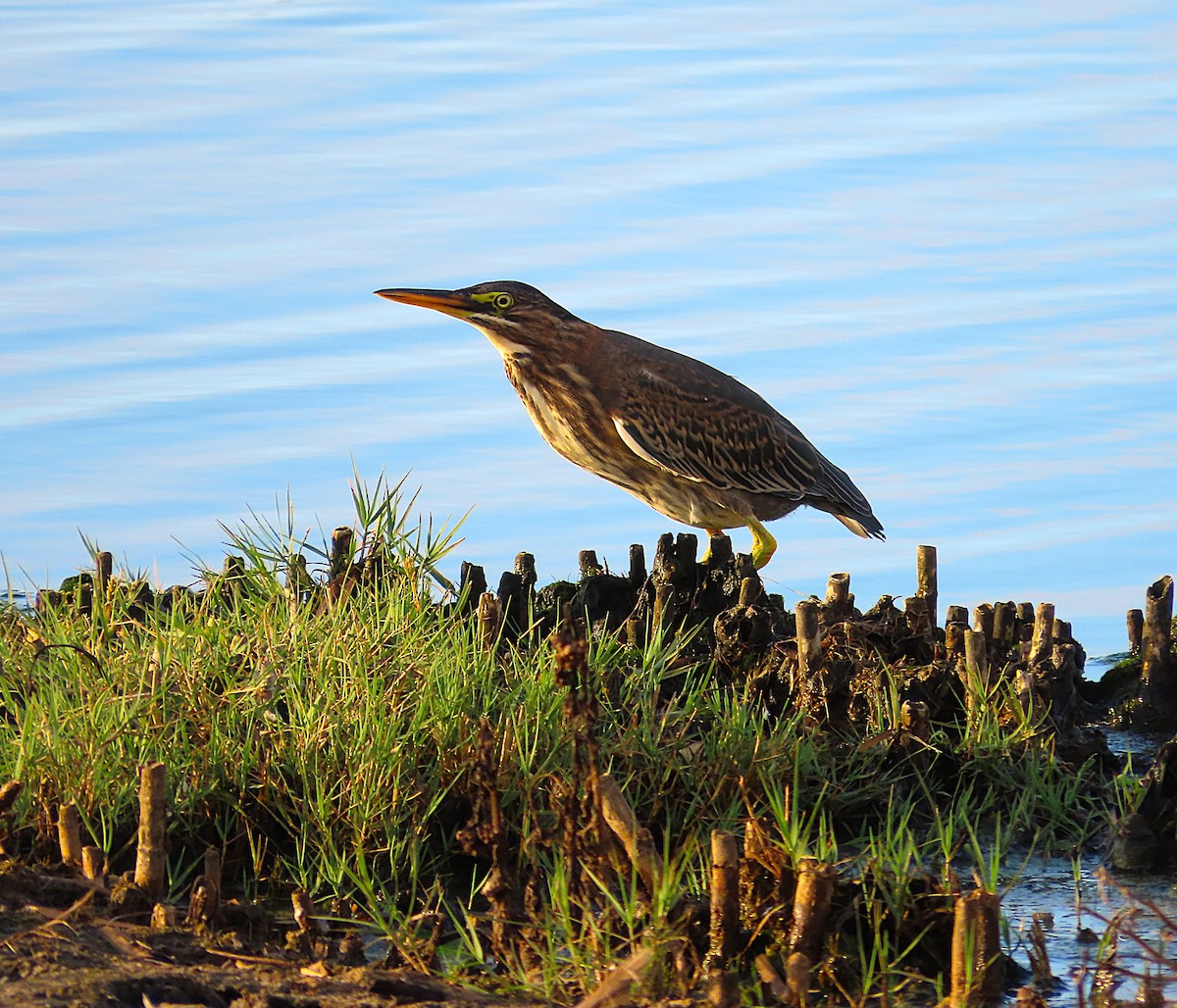 Green Heron - ML643374921