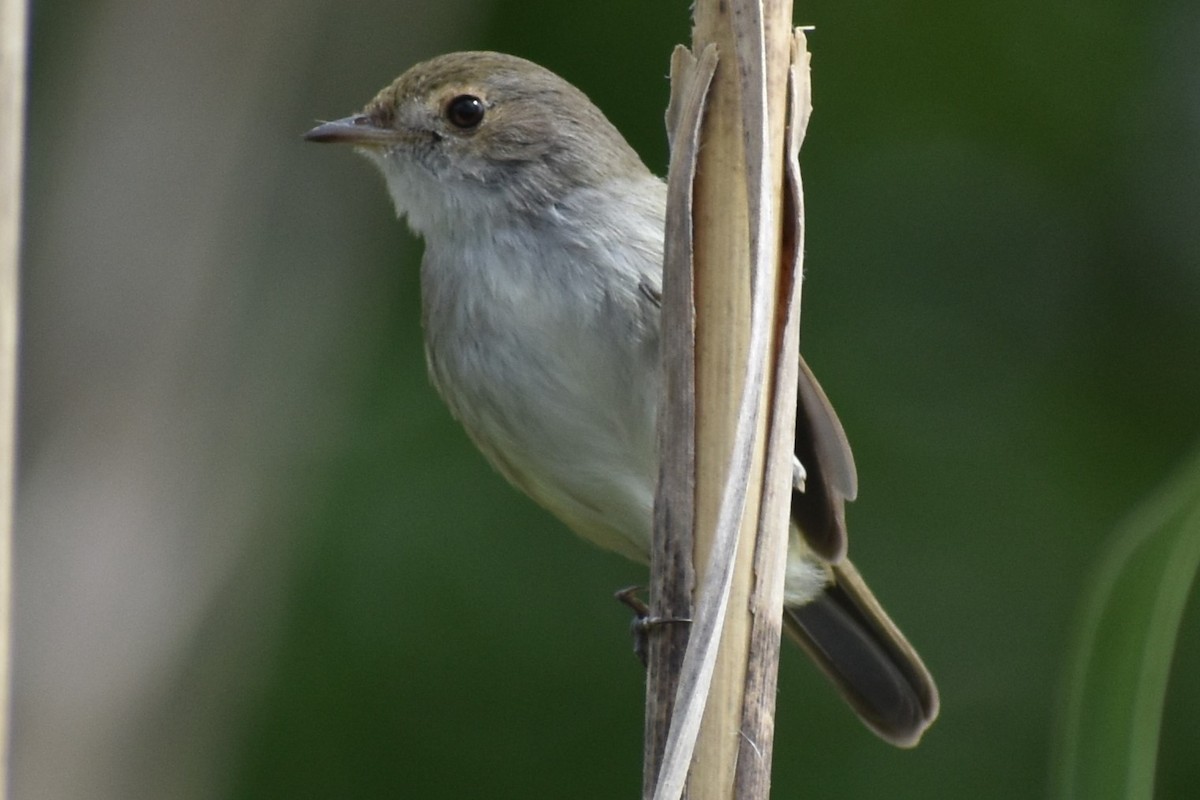 Fulvous-crowned Scrub-Tyrant - ML643374930