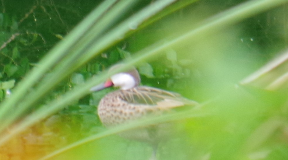 White-cheeked Pintail - ML643374931