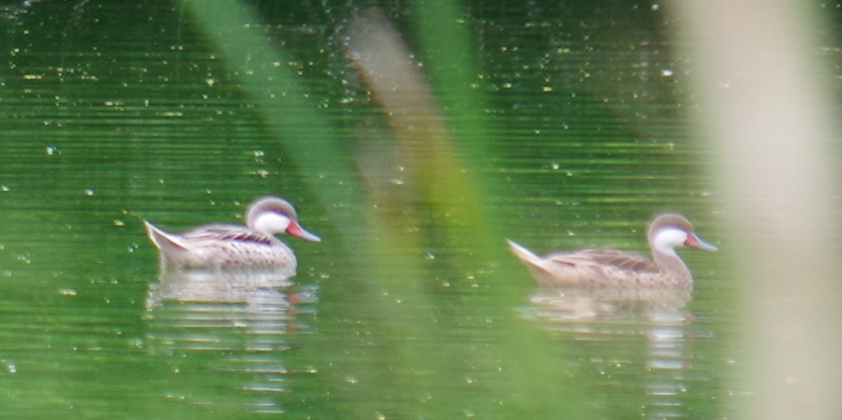 White-cheeked Pintail - ML643374932