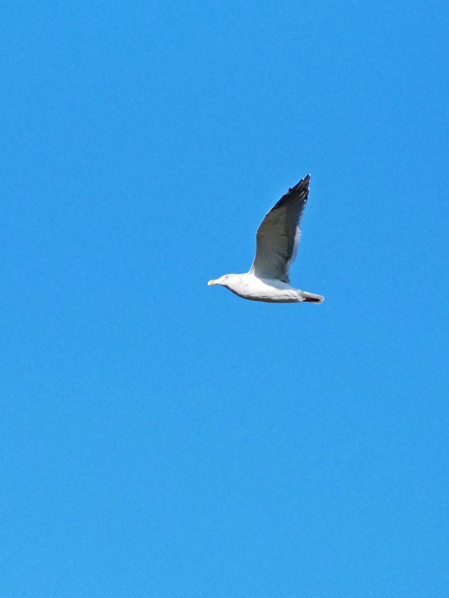 Western Gull - ML643374934