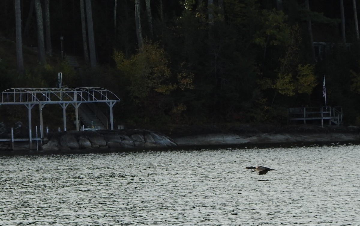 Double-crested Cormorant - ML643374937