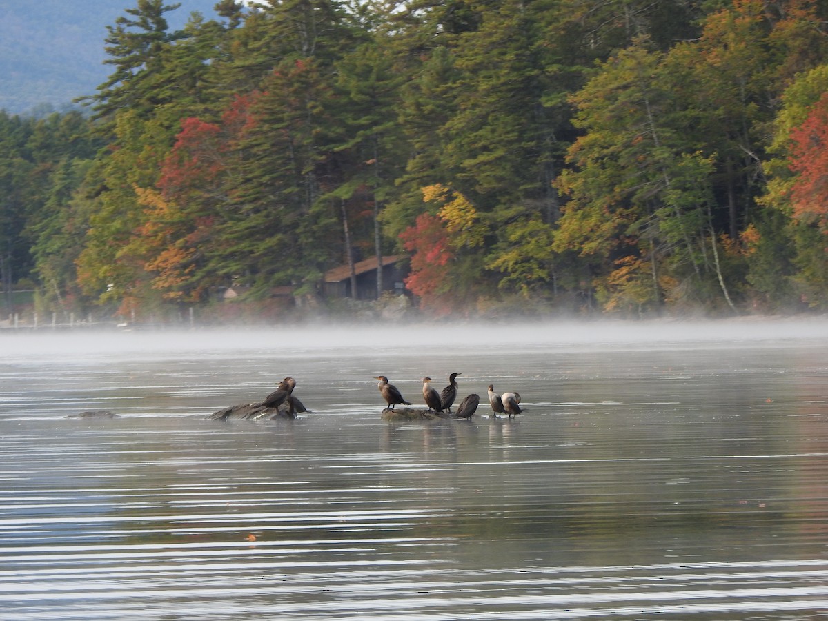 Double-crested Cormorant - ML643374941