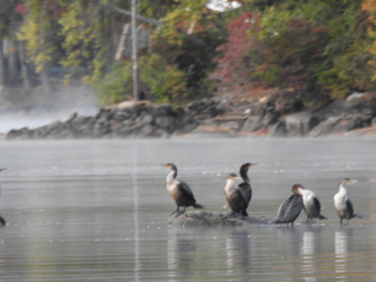 Double-crested Cormorant - ML643374942