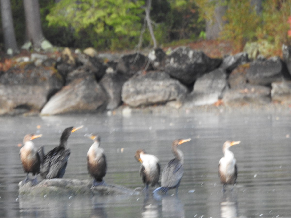 Double-crested Cormorant - ML643374943