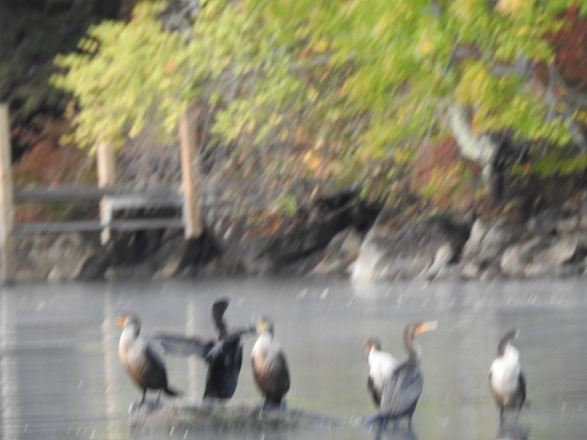 Double-crested Cormorant - ML643374944