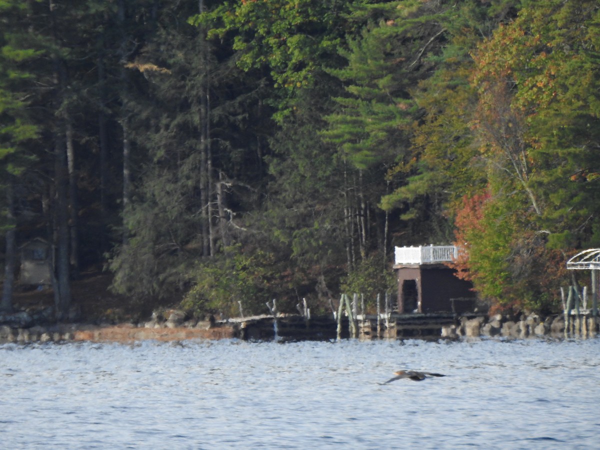 Double-crested Cormorant - ML643374945