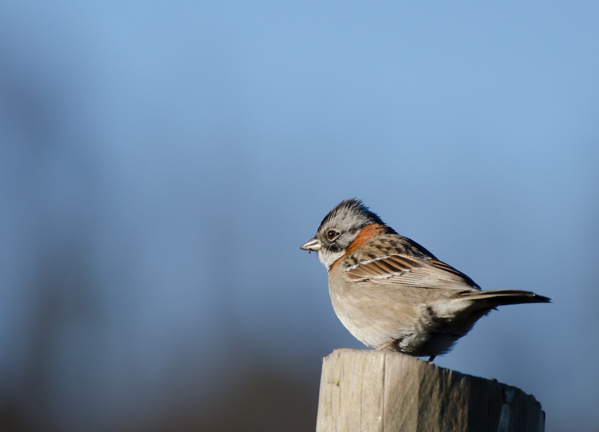 Rufous-collared Sparrow - ML643374946
