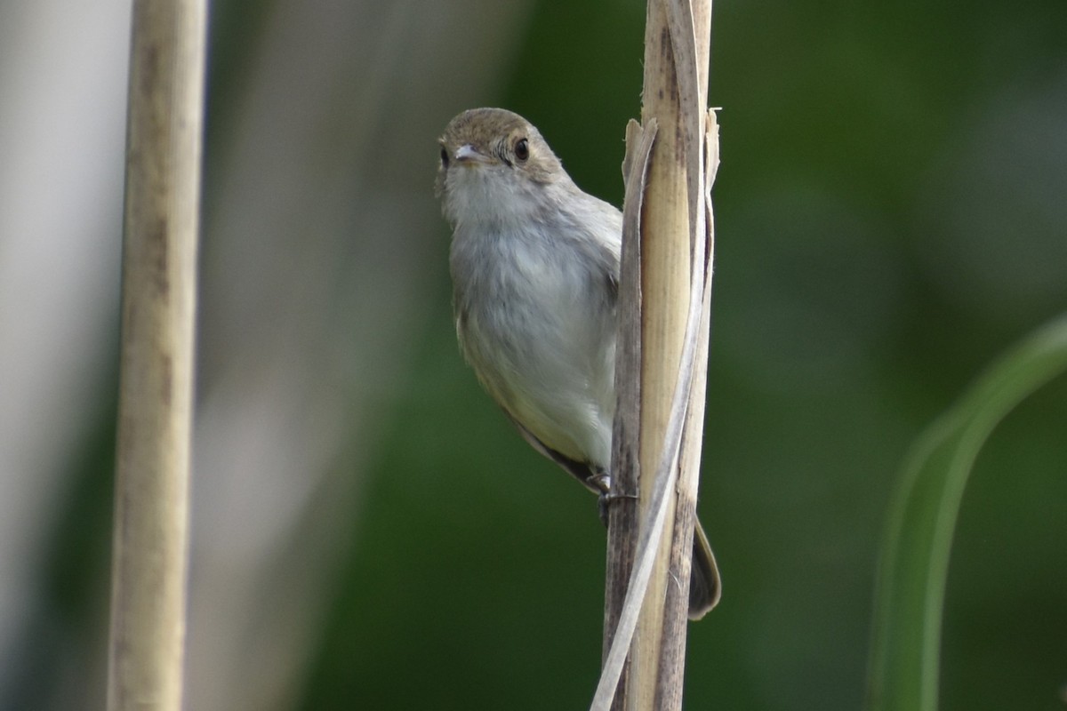 Fulvous-crowned Scrub-Tyrant - ML643374954