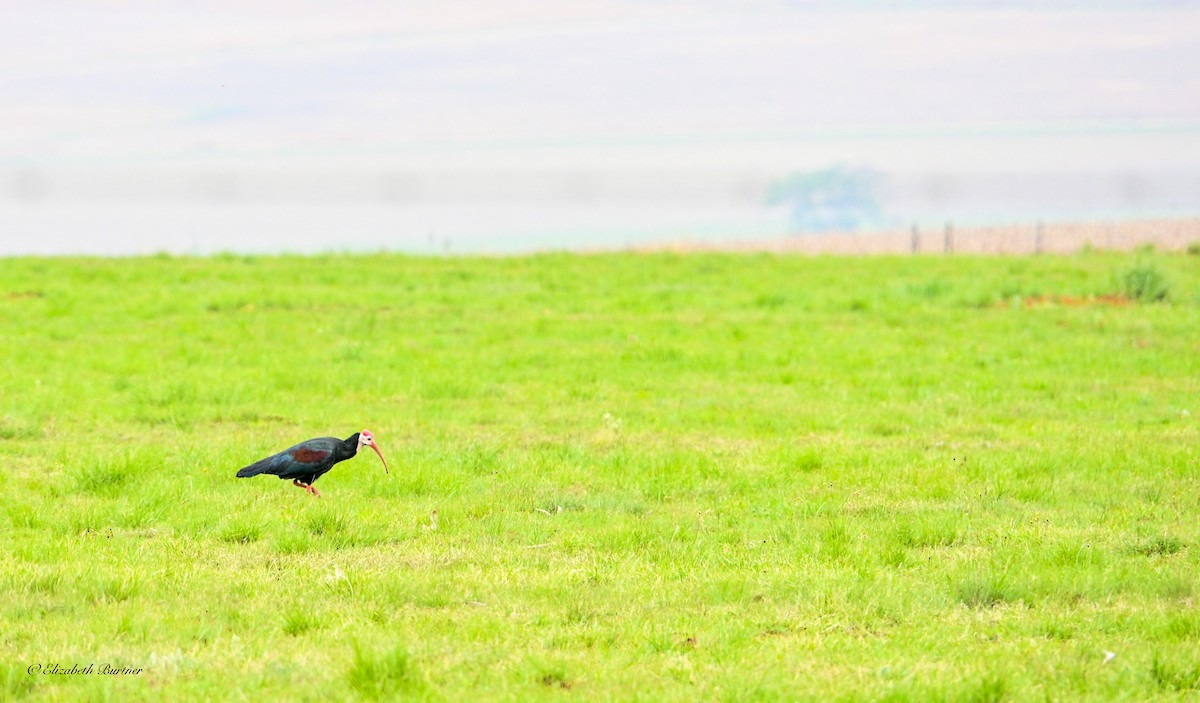 Southern Bald Ibis - ML643374960
