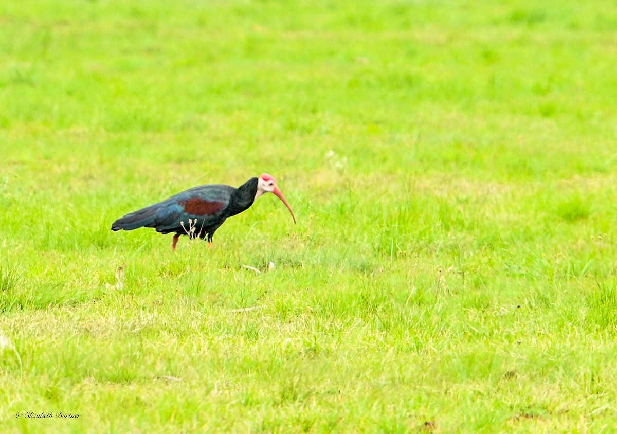 Southern Bald Ibis - ML643374961