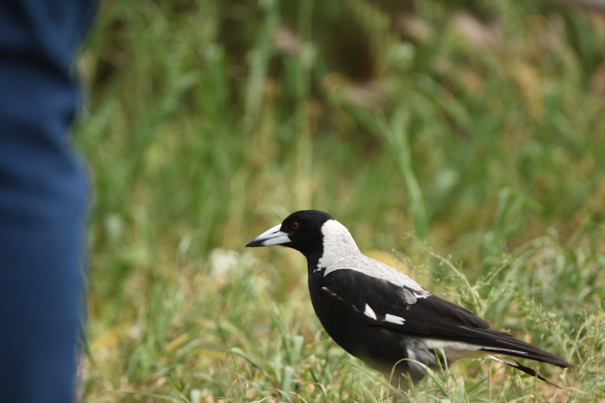 Australian Magpie (White-backed) - ML643374962