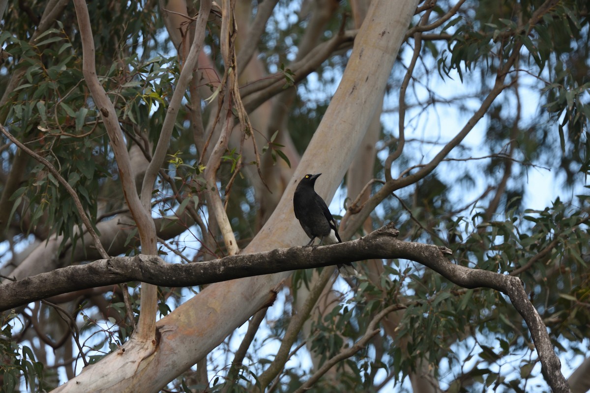 Pied Currawong - ML643374975