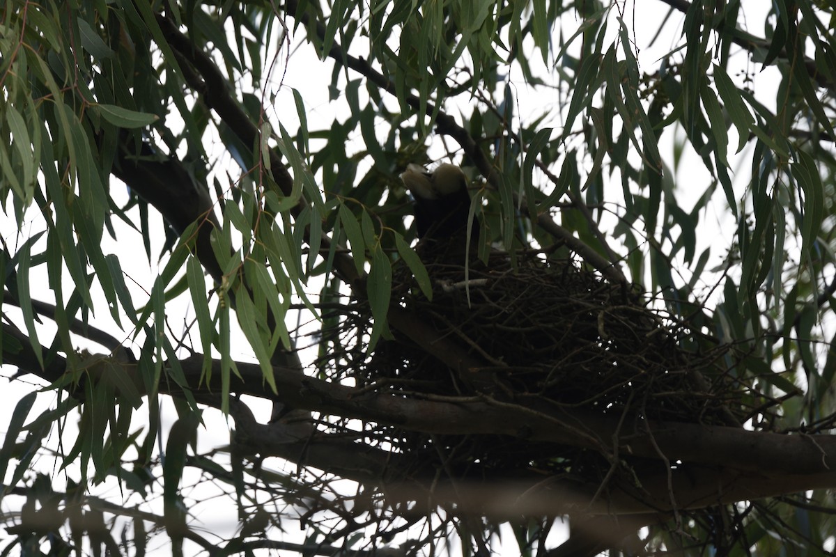Pied Currawong - ML643374976