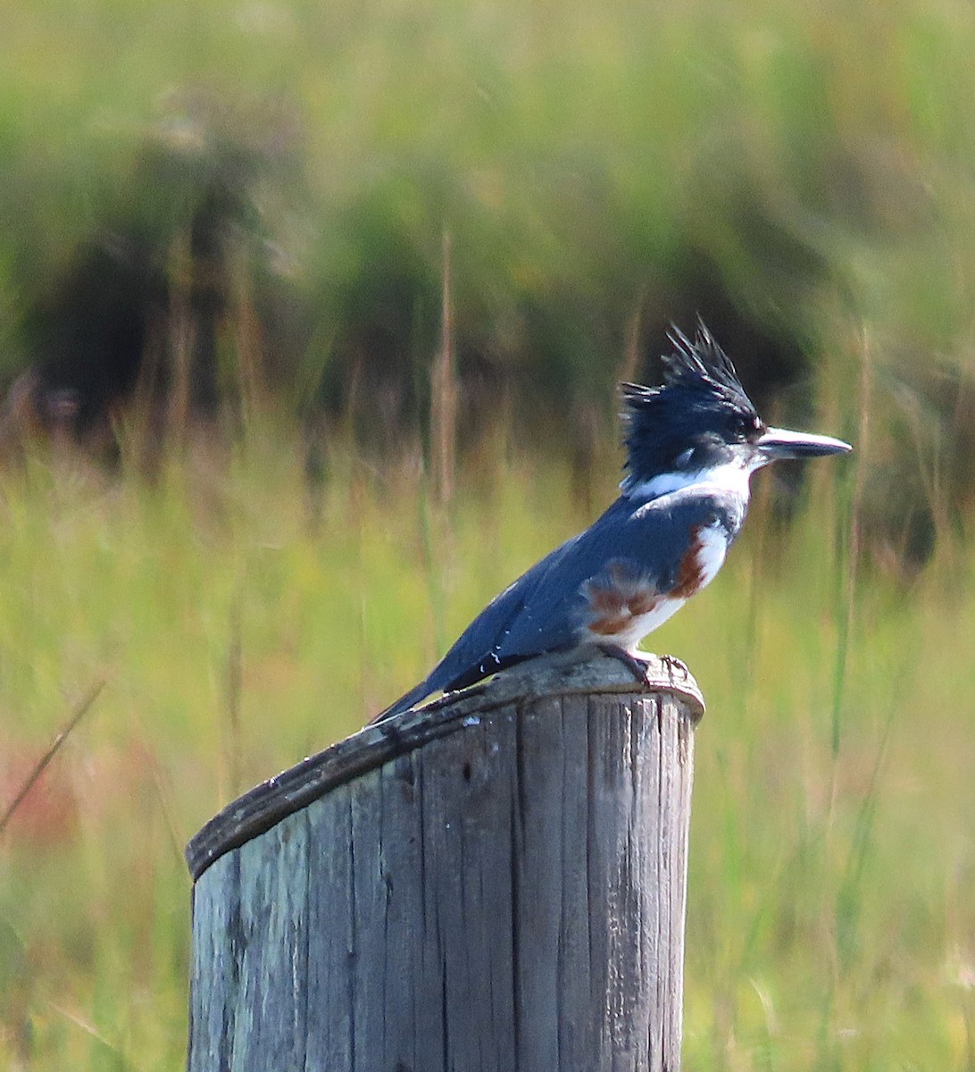 Belted Kingfisher - ML643374979