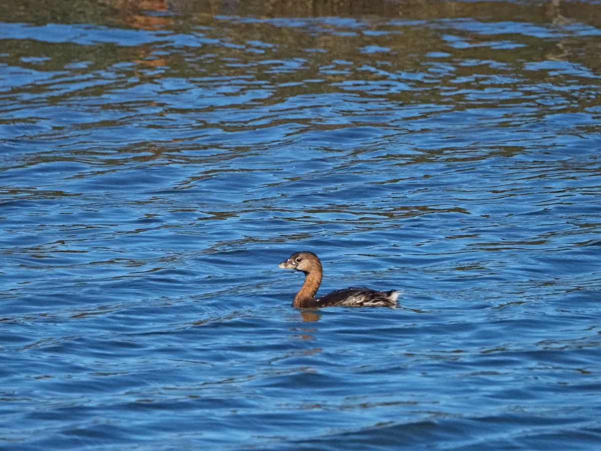 Pied-billed Grebe - ML643374984