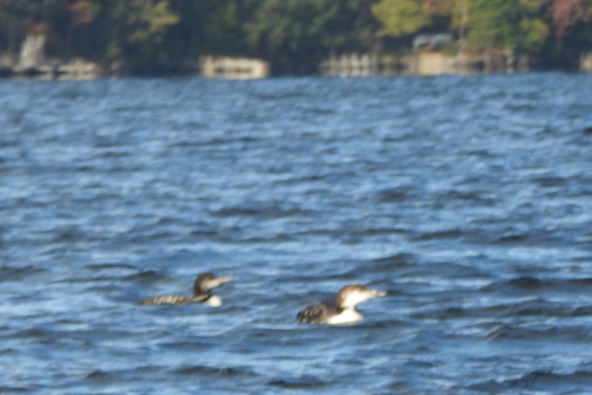 Common Loon - ML643374987
