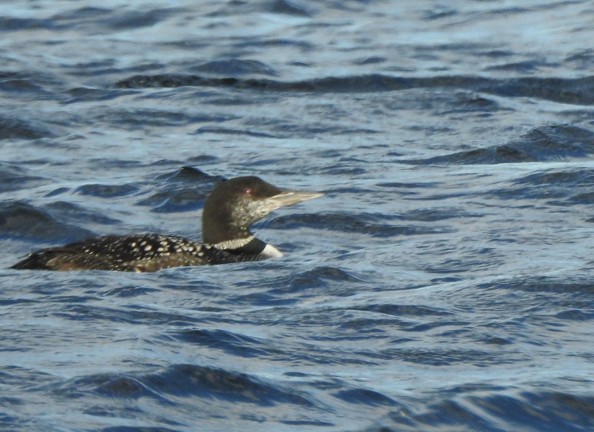 Common Loon - ML643374988