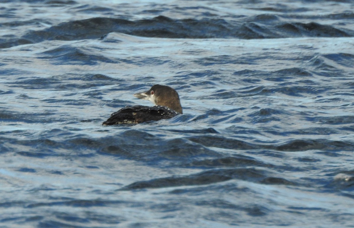 Common Loon - ML643374989