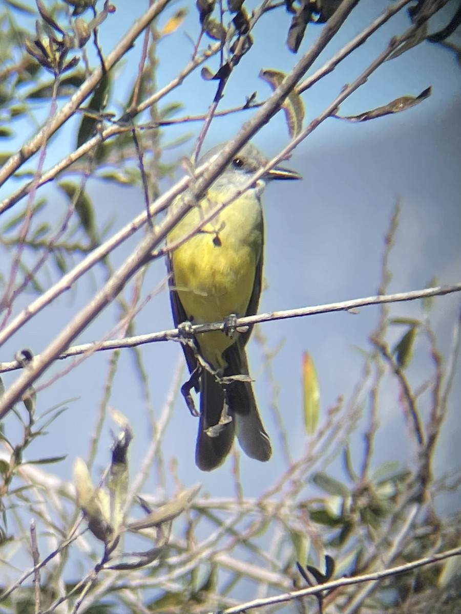 Tropical Kingbird - ML643374990
