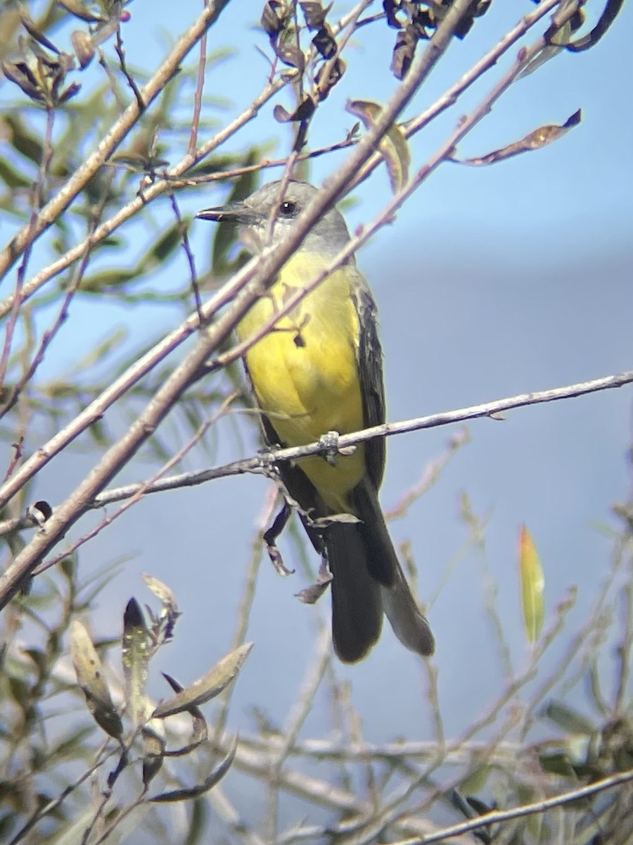 Tropical Kingbird - ML643374991