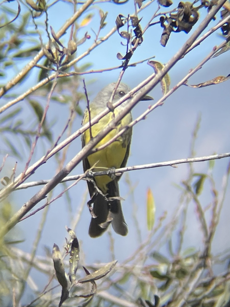 Tropical Kingbird - ML643374993
