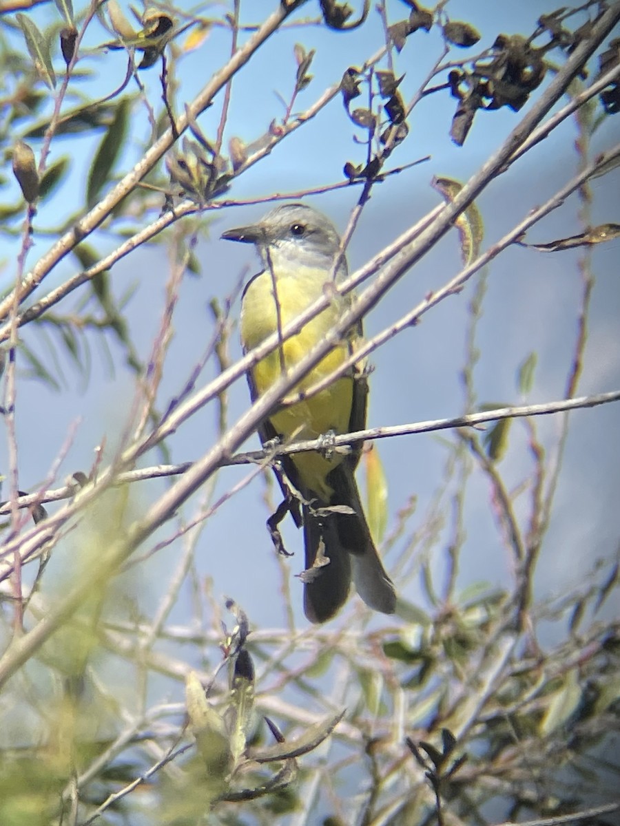 Tropical Kingbird - ML643374994
