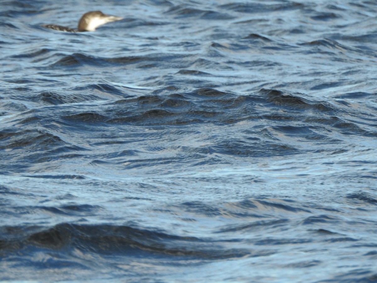 Common Loon - ML643374995