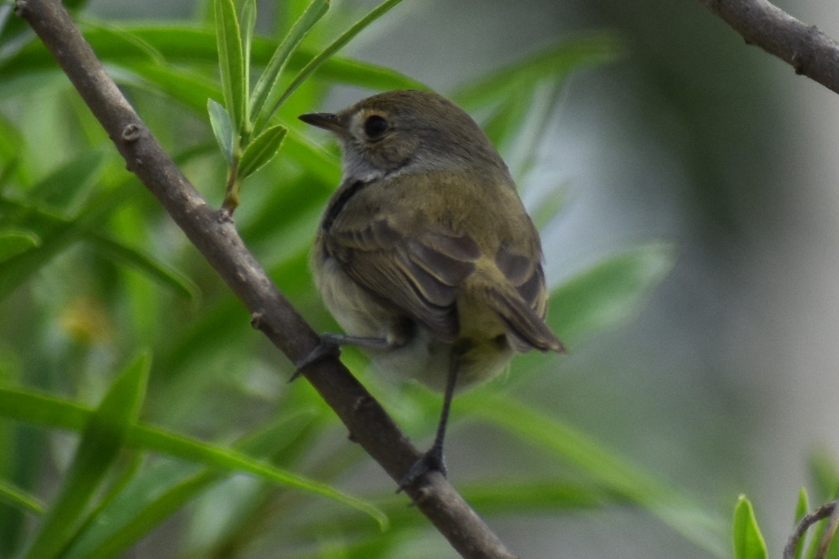 Fulvous-crowned Scrub-Tyrant - ML643374996