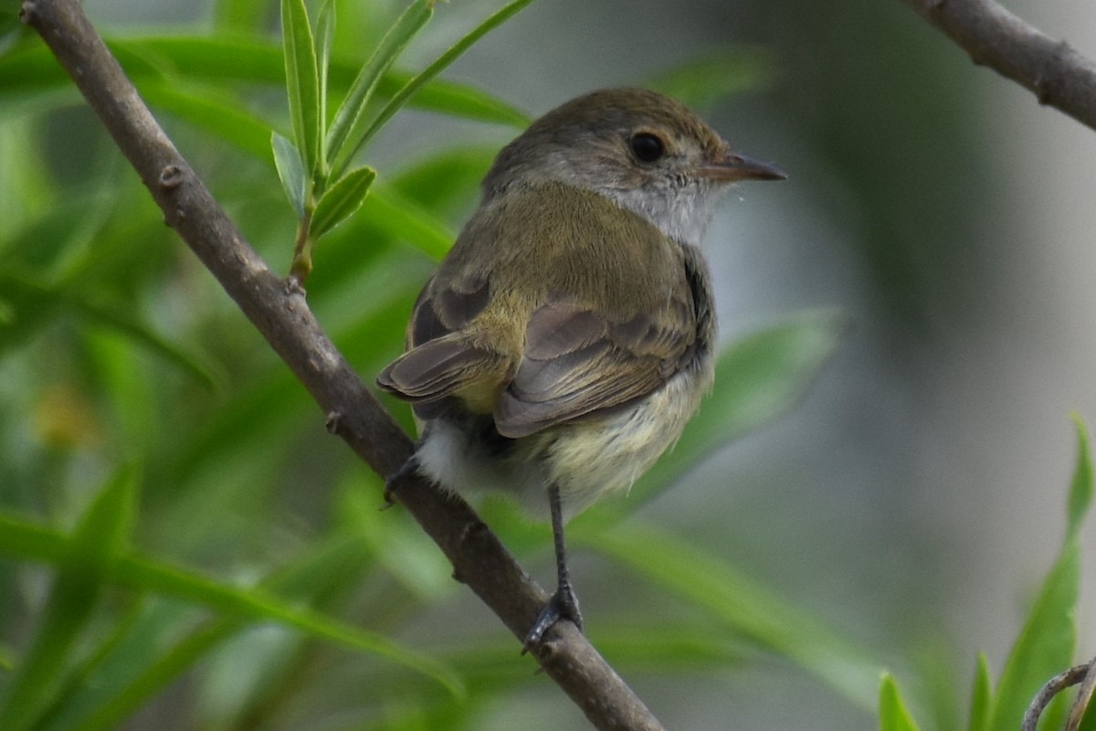 Fulvous-crowned Scrub-Tyrant - ML643374997