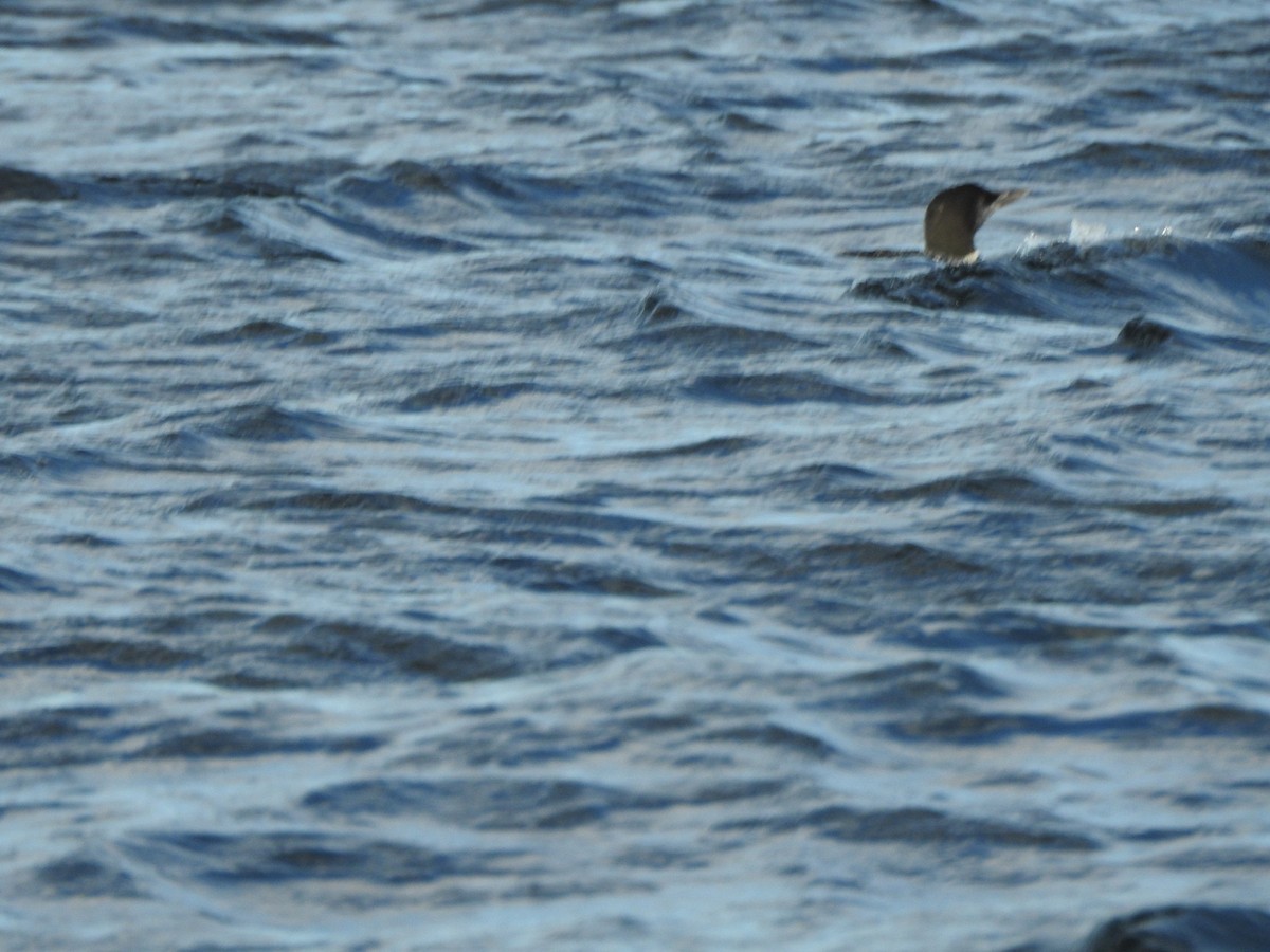 Common Loon - ML643374998