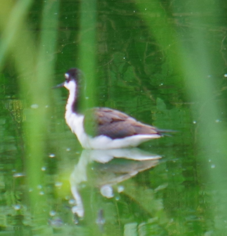 Black-necked Stilt - ML643375018