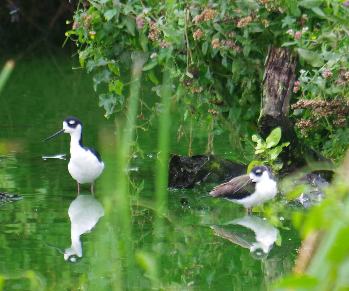 Black-necked Stilt - ML643375019