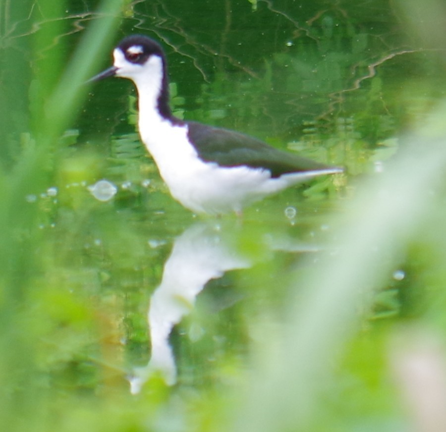 Black-necked Stilt - ML643375020