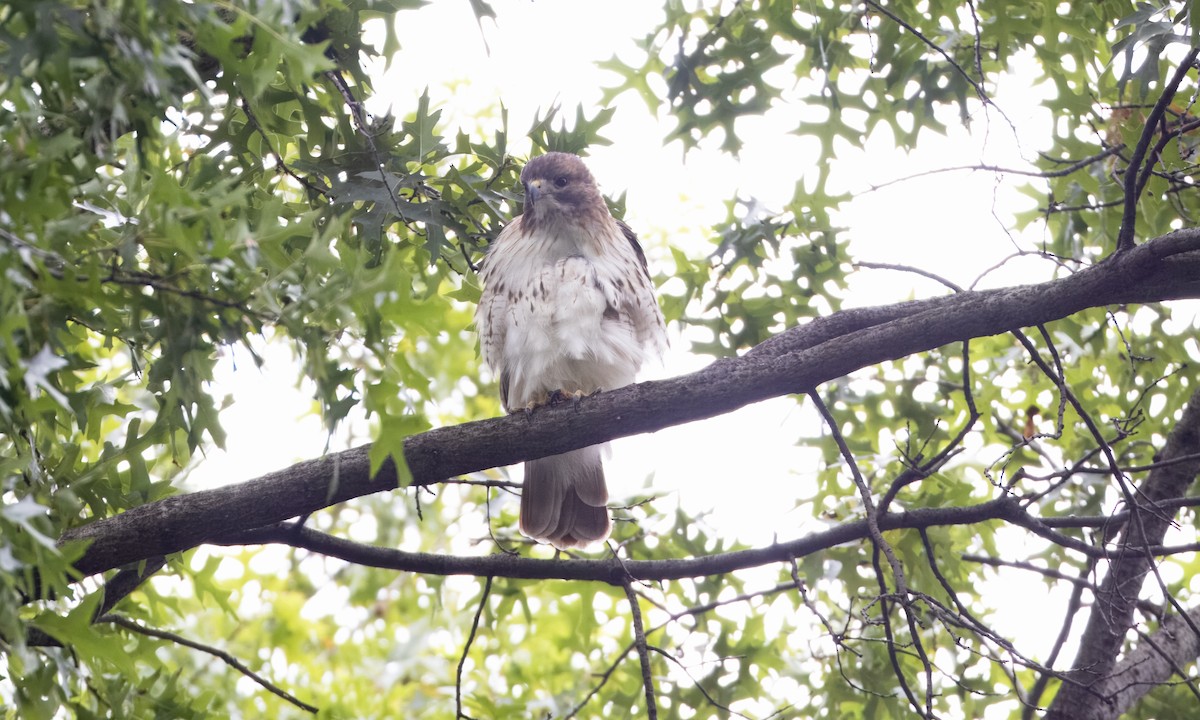 Red-tailed Hawk - ML643375024