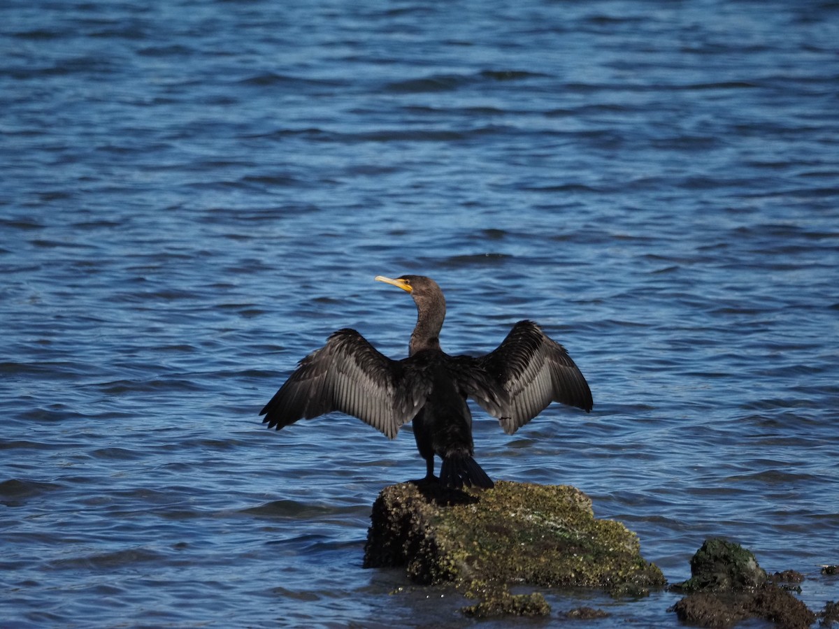 Double-crested Cormorant - ML643375026