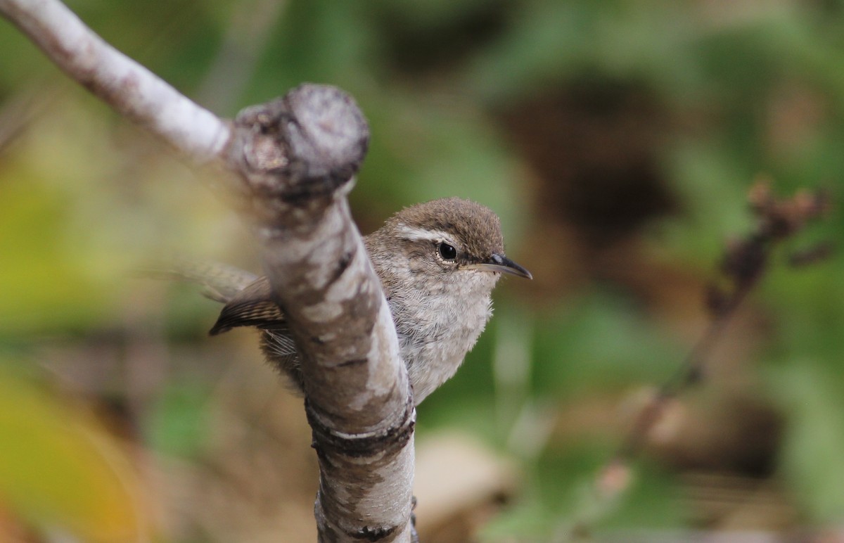 Bewick's Wren - ML643375031