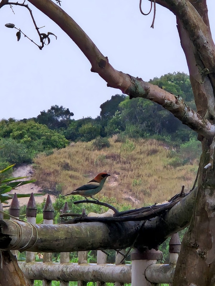 Black-backed Tanager - ML643375044