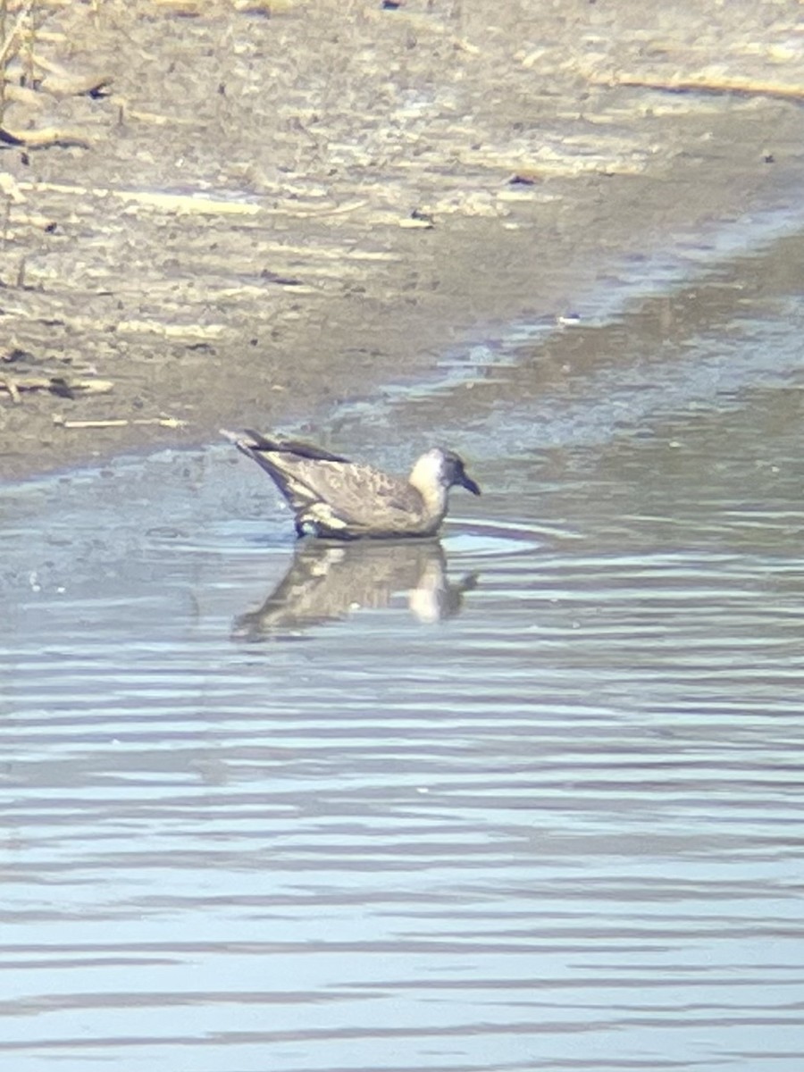 Western x Glaucous-winged Gull (hybrid) - ML643375046